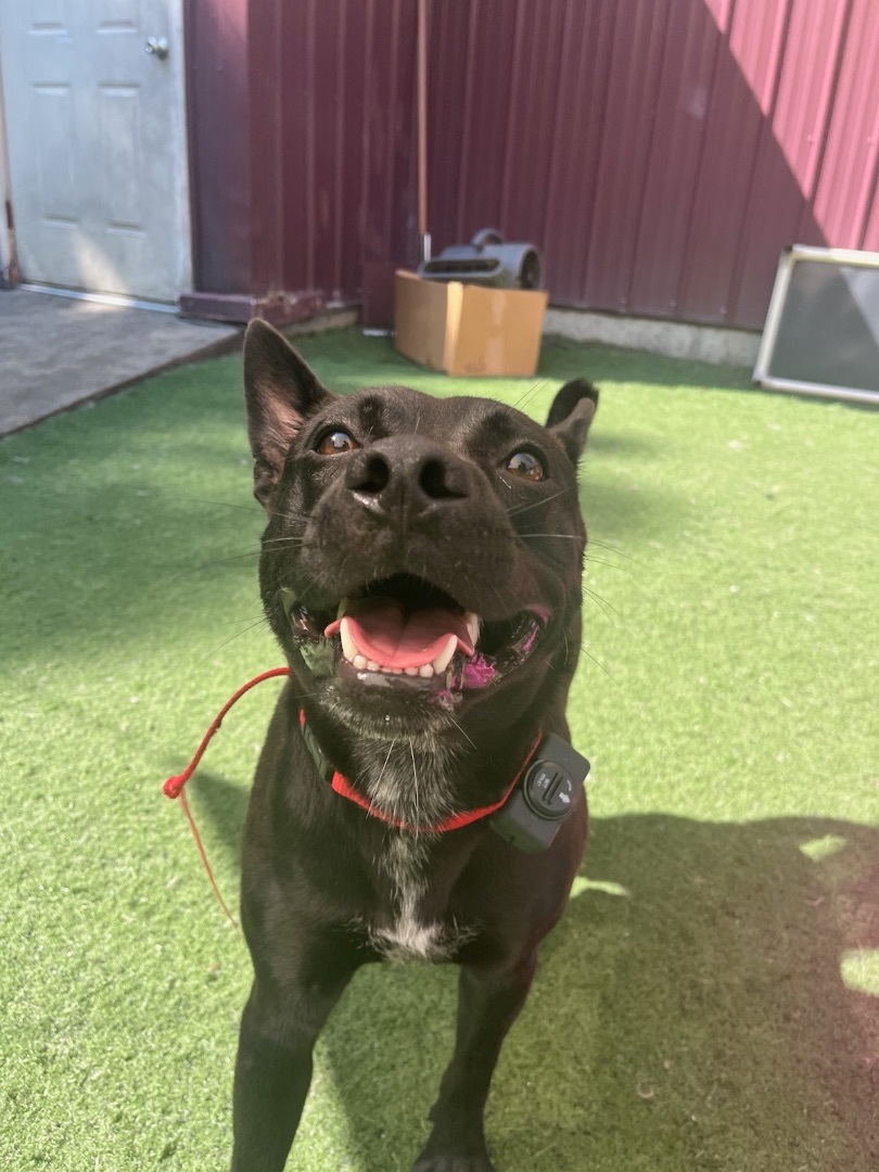 Buzz, a Adopted mixed breed in Lakeway, TX image 1/6