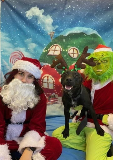 Buzz, a Adopted mixed breed in Lakeway, TX image 2/6