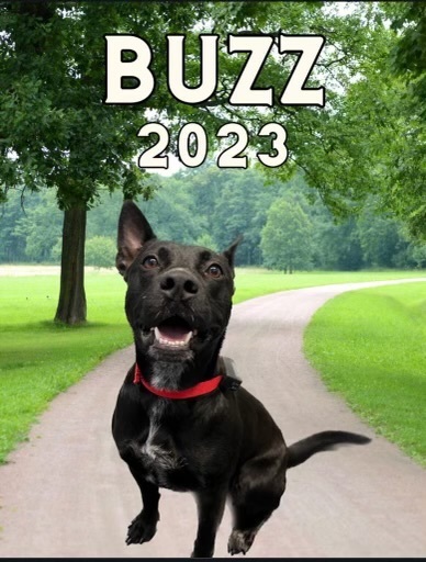Buzz, a Adopted mixed breed in Lakeway, TX image 3/6