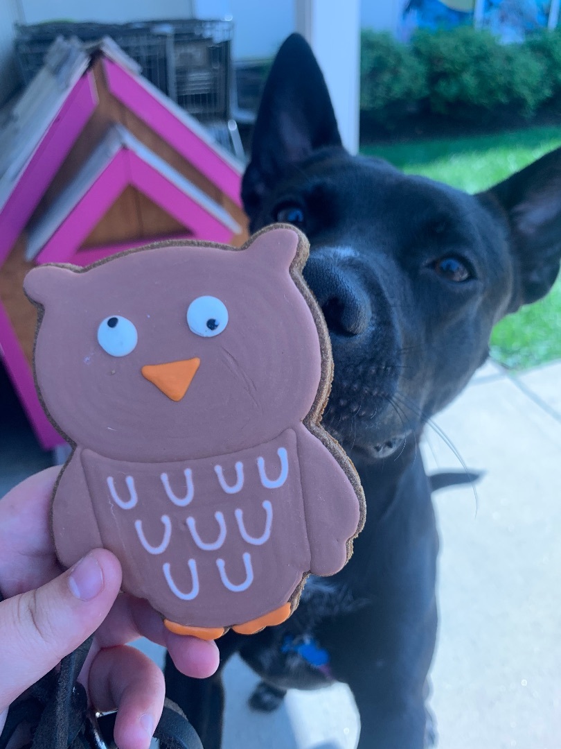 Buzz, a Adopted mixed breed in Lakeway, TX image 4/6