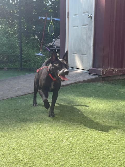 Buzz, a Adopted mixed breed in Lakeway, TX image 5/6