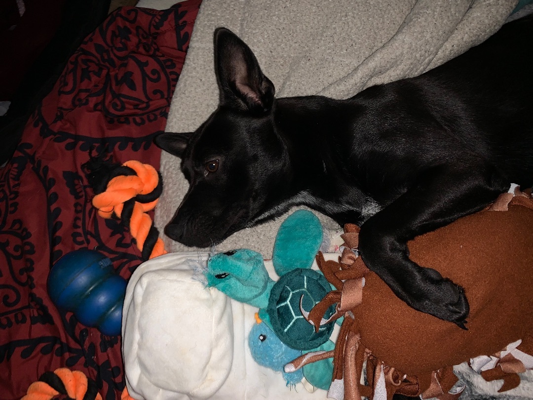 Buzz, a Adopted mixed breed in Lakeway, TX image 6/6