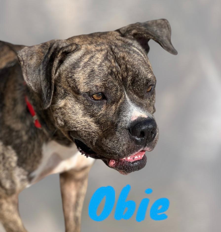Enlarge OBIE, a Adopted Pit Bull Terrier in Moberly, MO image 1/4