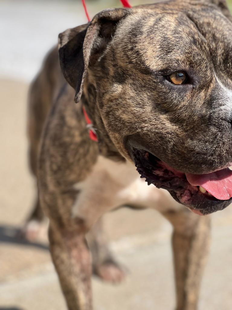 Enlarge OBIE, a Adopted Pit Bull Terrier in Moberly, MO image 2/4