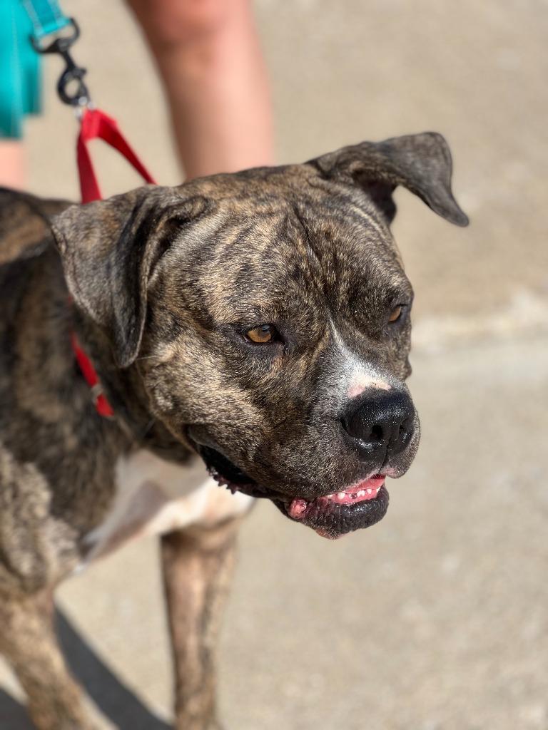 Enlarge OBIE, a Adopted Pit Bull Terrier in Moberly, MO image 3/4