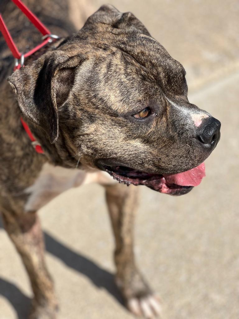 Enlarge OBIE, a Adopted Pit Bull Terrier in Moberly, MO image 4/4