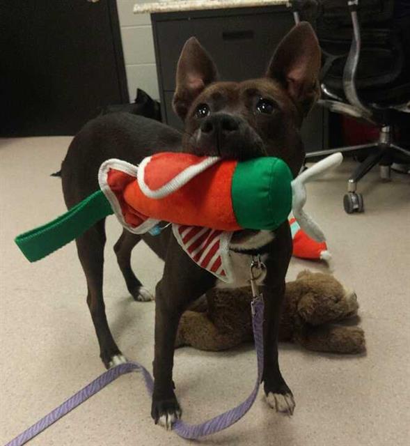 Enlarge VIOLET, a Adoptable Mixed Breed in Bowling Green, OH image 1/1