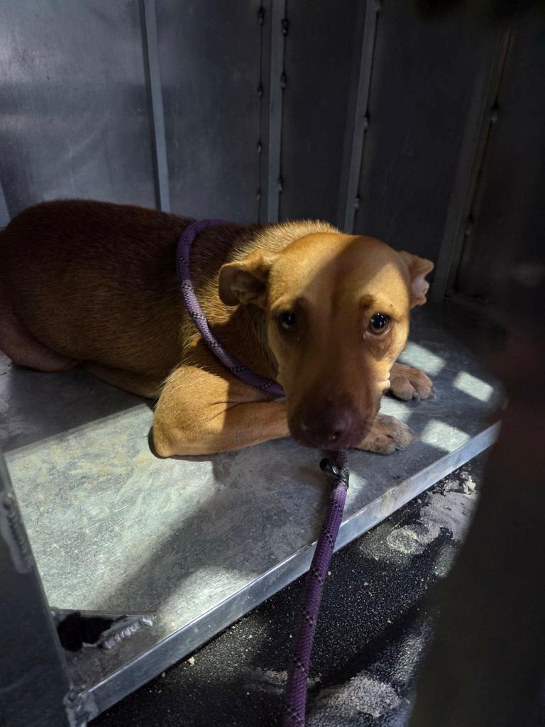 Stella, Adoptable, Puppy Female Labrador Retriever & Affenpinscher.