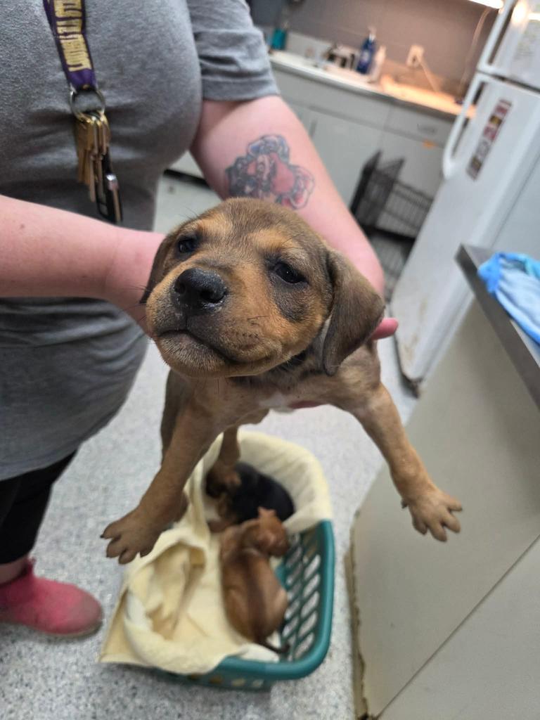 Stella, a Adoptable mixed breed in Livingston, LA image 2/6