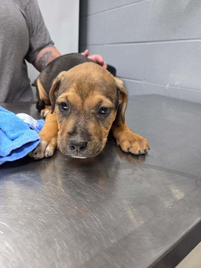 Stella, a Adoptable mixed breed in Livingston, LA image 3/6