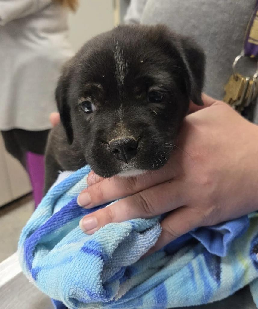 Stella, a Adoptable mixed breed in Livingston, LA image 4/6