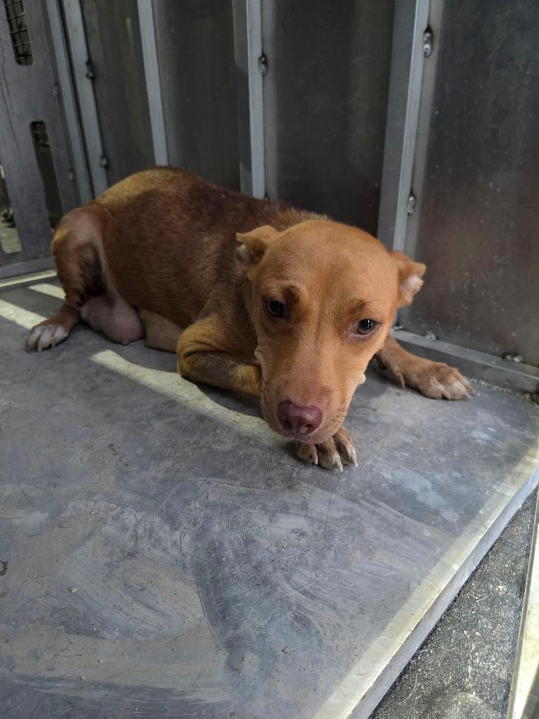 Stella, a Adoptable mixed breed in Livingston, LA image 5/6
