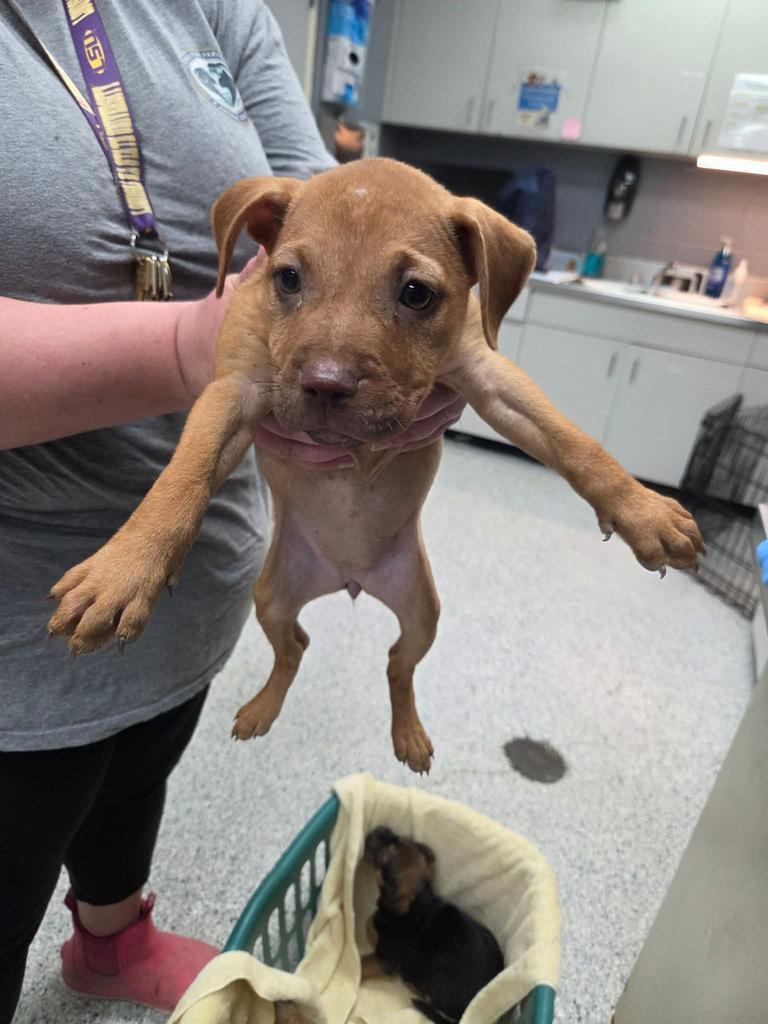 Stella, a Adoptable mixed breed in Livingston, LA image 6/6