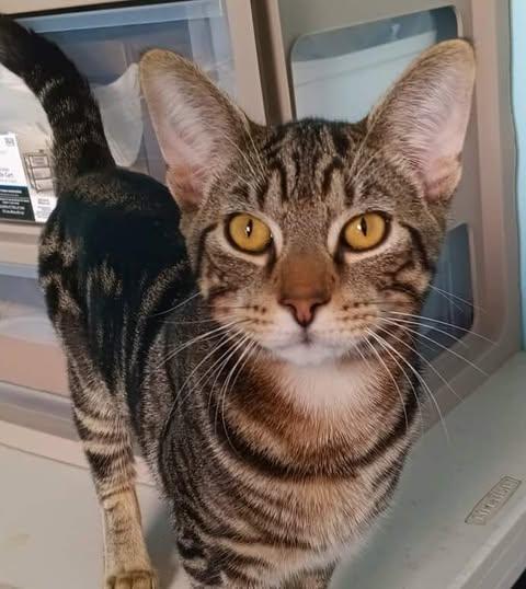 Bon Bon, adopted, Young Male Domestic Short Hair.