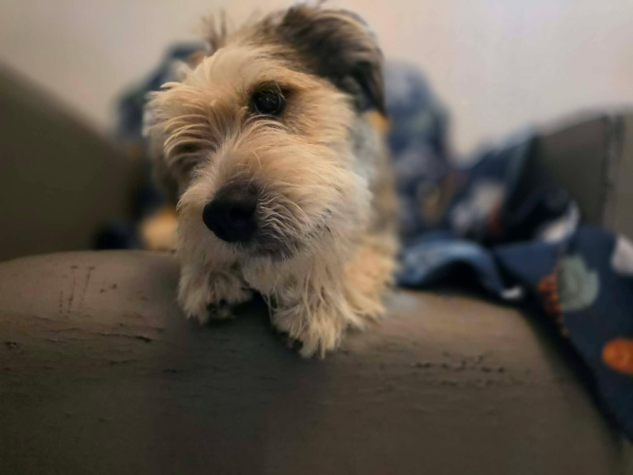 Enlarge Denim, an adopted mixed breed in Phoenix, AZ image 1/6