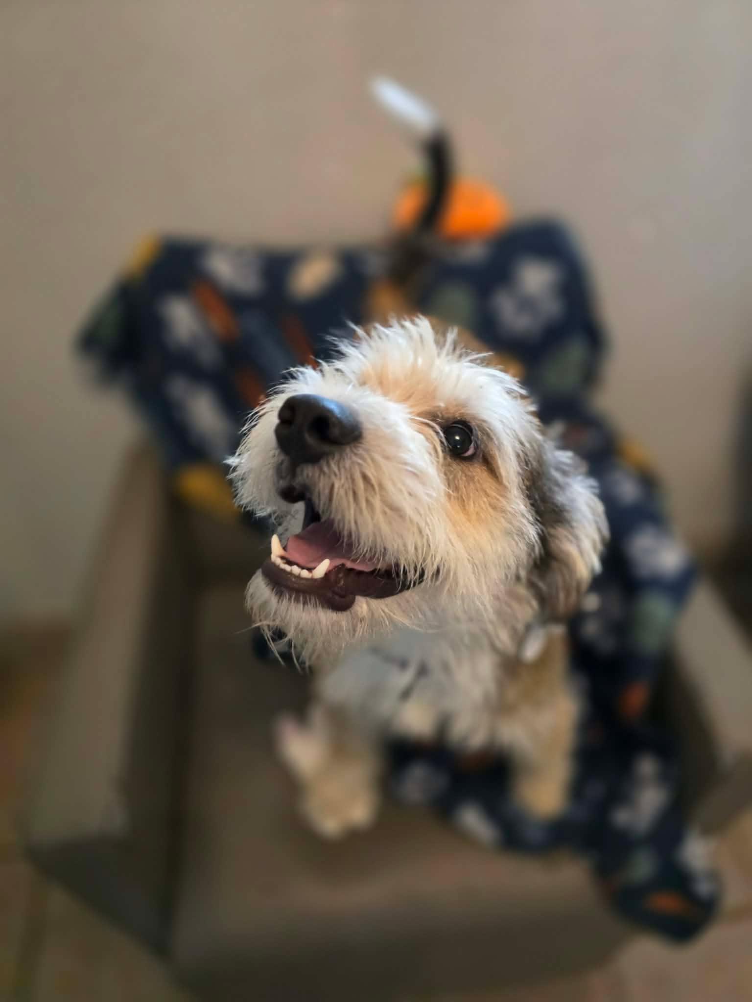 Enlarge Denim, an adopted mixed breed in Phoenix, AZ image 5/6