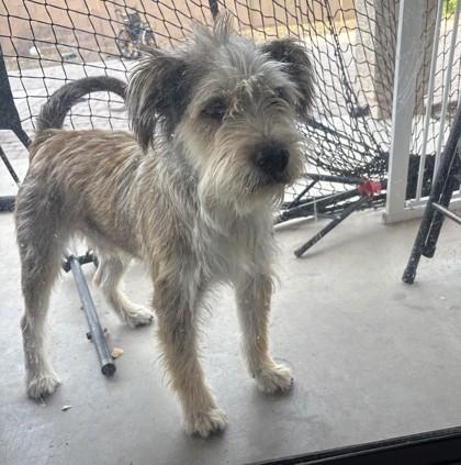 Enlarge Denim, an adopted mixed breed in Phoenix, AZ image 2/6