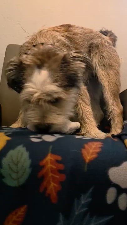 Enlarge Denim, an adopted mixed breed in Phoenix, AZ video 6/6