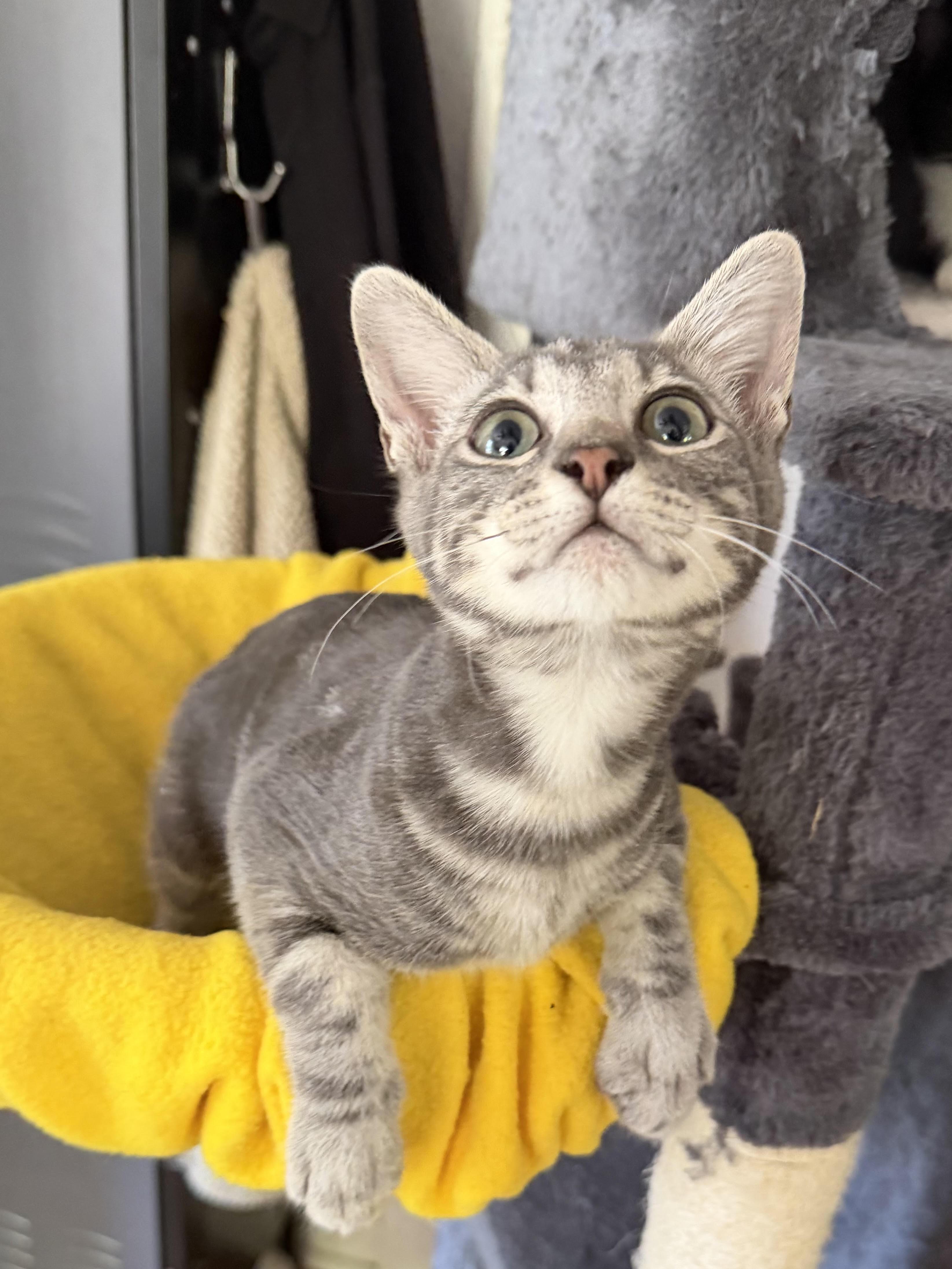 Enlarge Syrus, a Adoptable Domestic Short Hair in Denver, CO image 3/6
