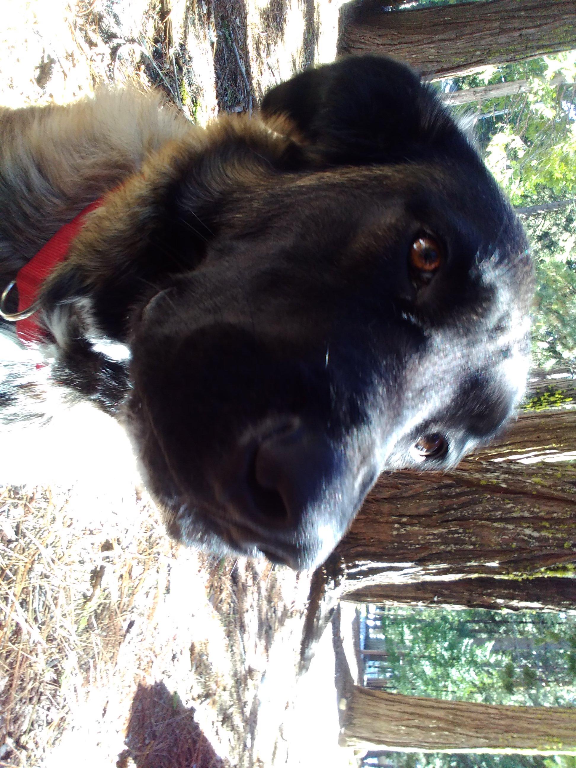 Gladys, Adoptable, Adult Female Belgian Shepherd / Malinois.