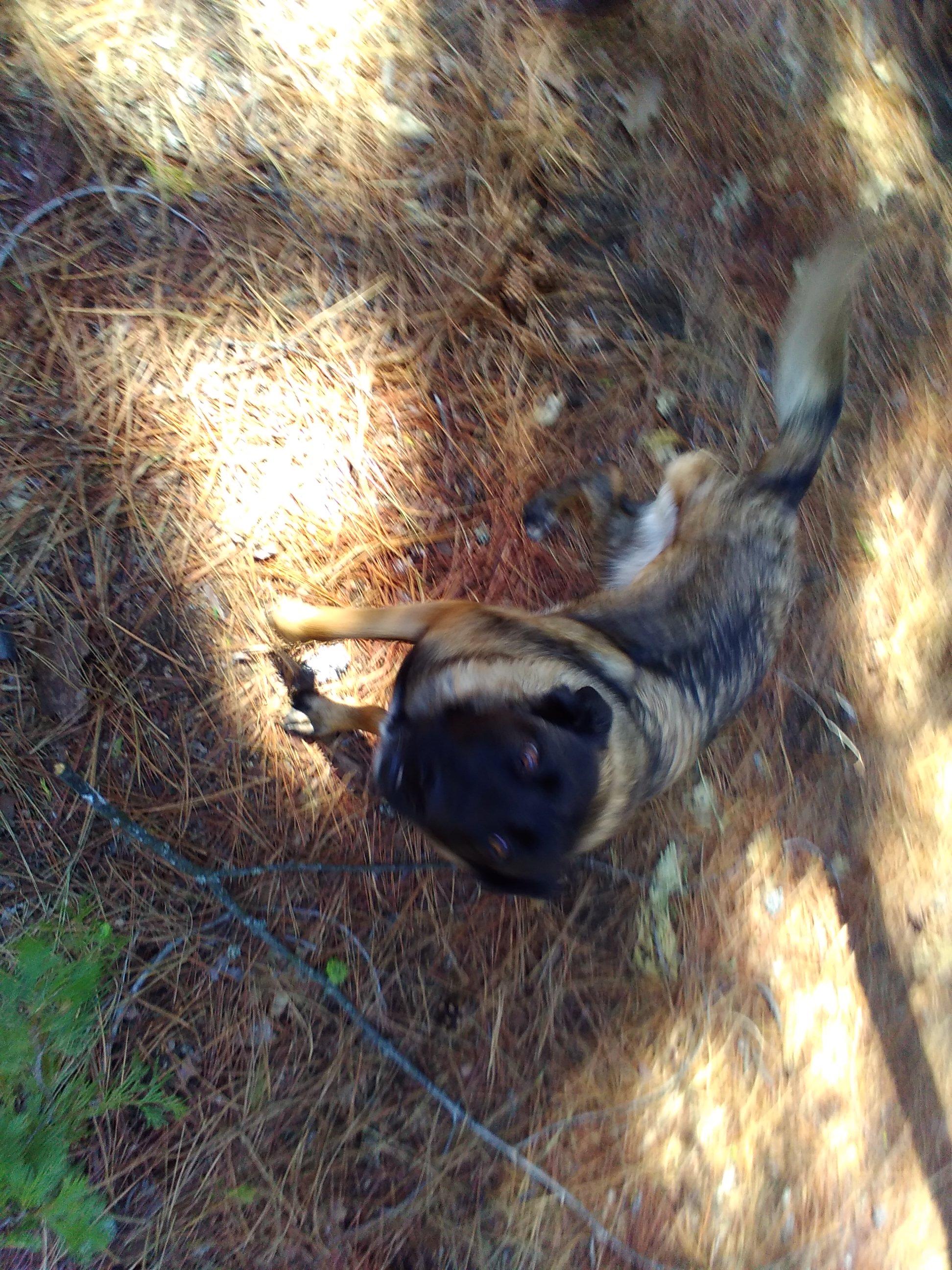 Enlarge Gladys, a Adoptable Belgian Shepherd / Malinois in Vancouver, WA image 2/6