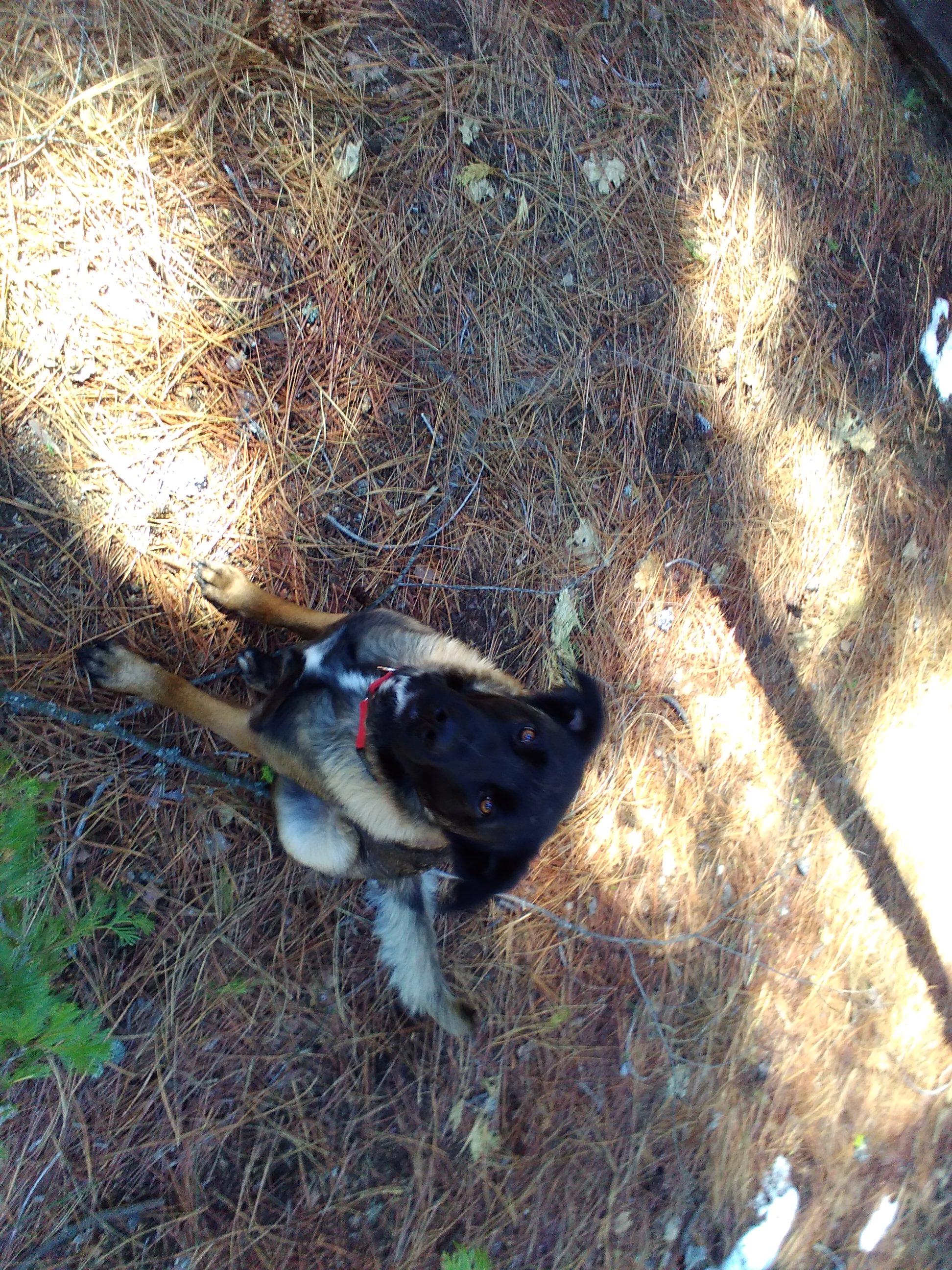 Enlarge Gladys, a Adoptable Belgian Shepherd / Malinois in Vancouver, WA image 3/6