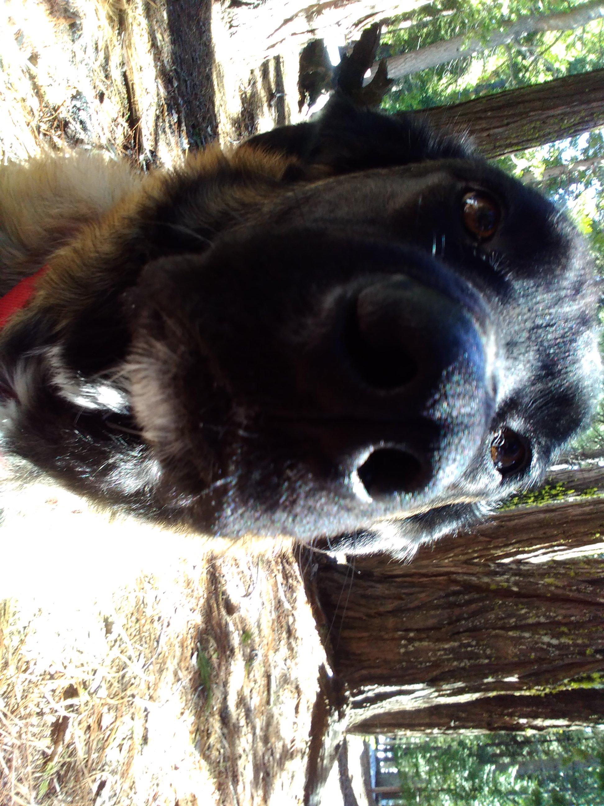 Enlarge Gladys, a Adoptable Belgian Shepherd / Malinois in Vancouver, WA image 4/6