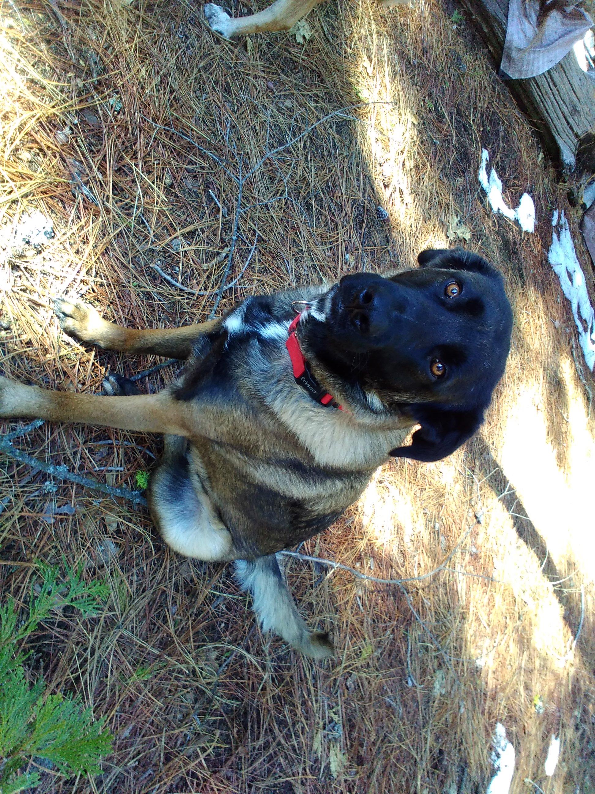 Enlarge Gladys, a Adoptable Belgian Shepherd / Malinois in Vancouver, WA image 5/6