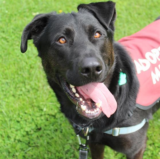 ROCKY, Adoptable, Adult Male Labrador Retriever & Mixed Breed.