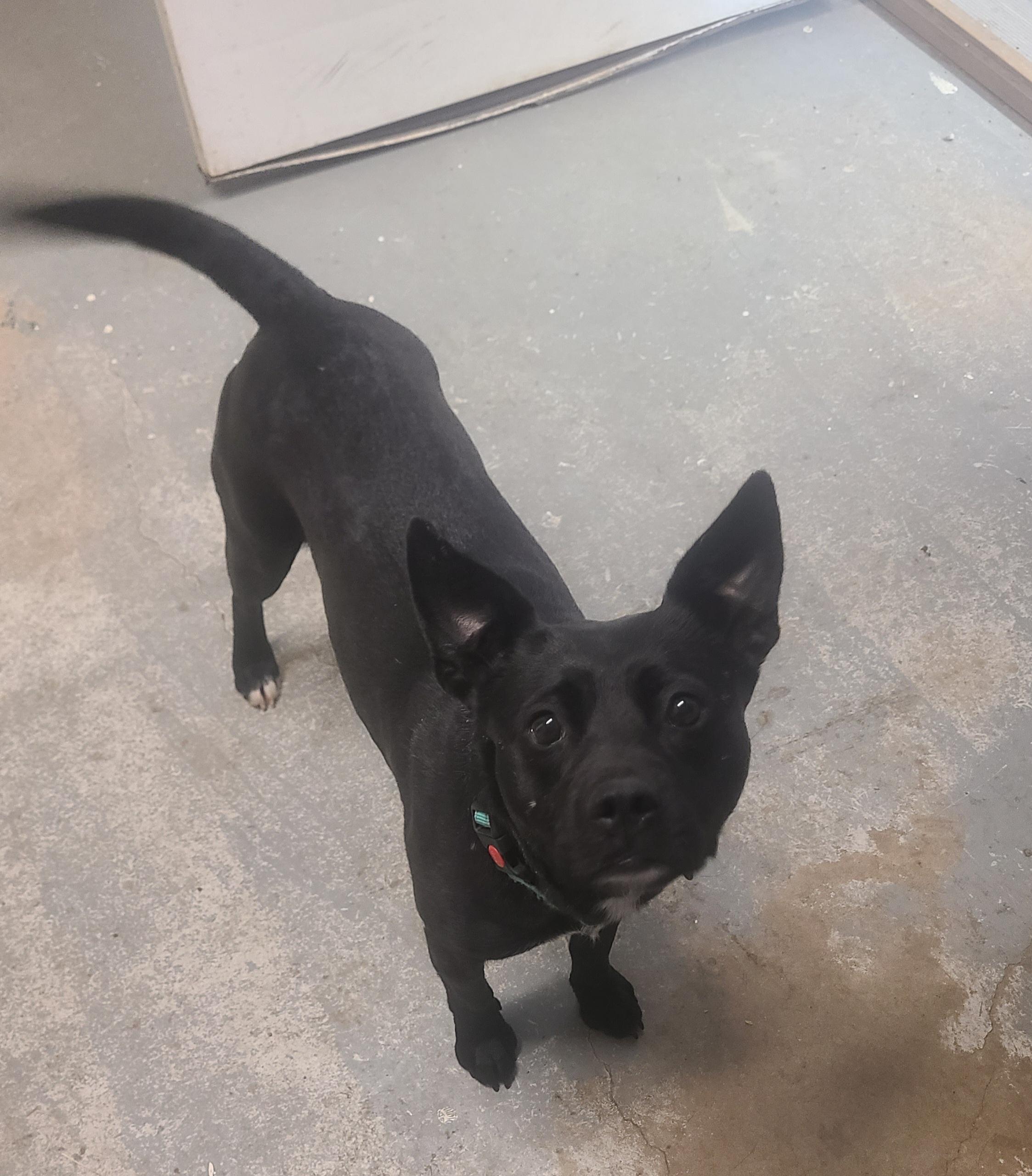 Enlarge Pip, a ADOPTABLE mixed breed in Newcastle, WY image 2/2