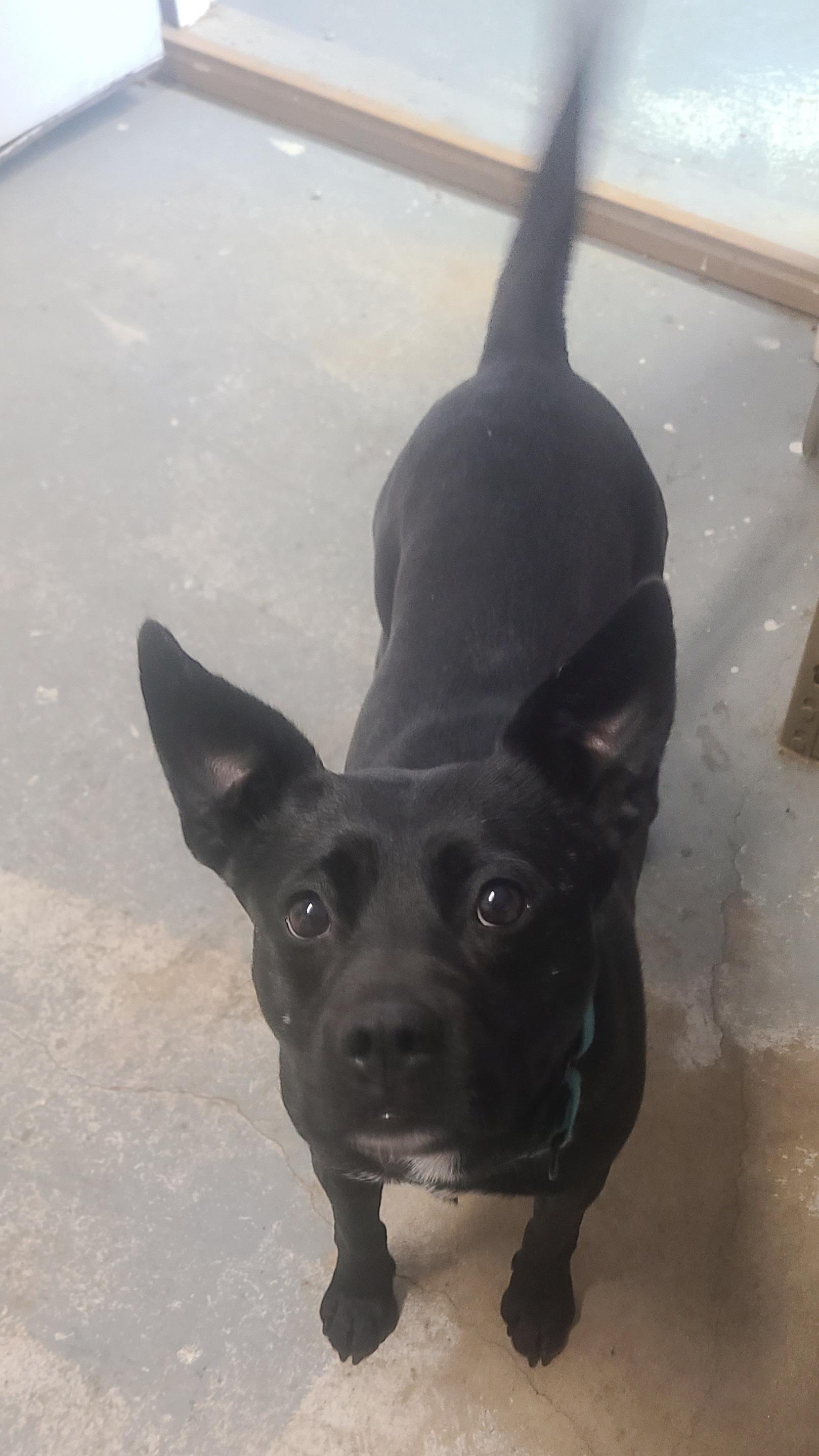 Enlarge Pip, a ADOPTABLE mixed breed in Newcastle, WY image 1/2