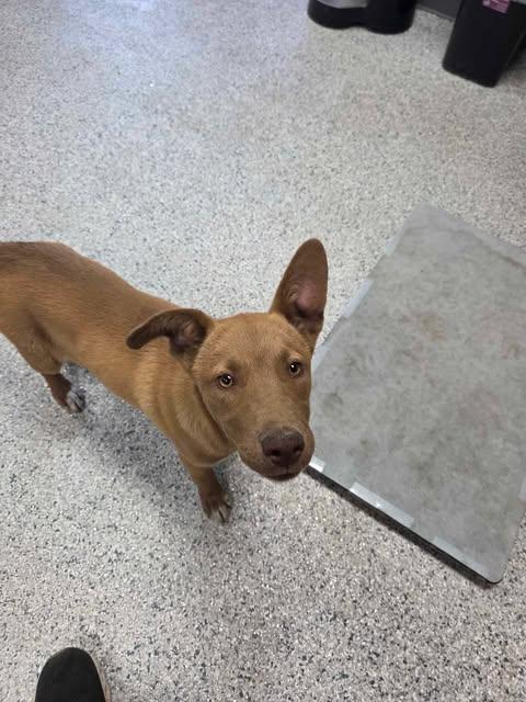 Enlarge Paige, a Adoptable mixed breed in Livingston, LA image 1/1