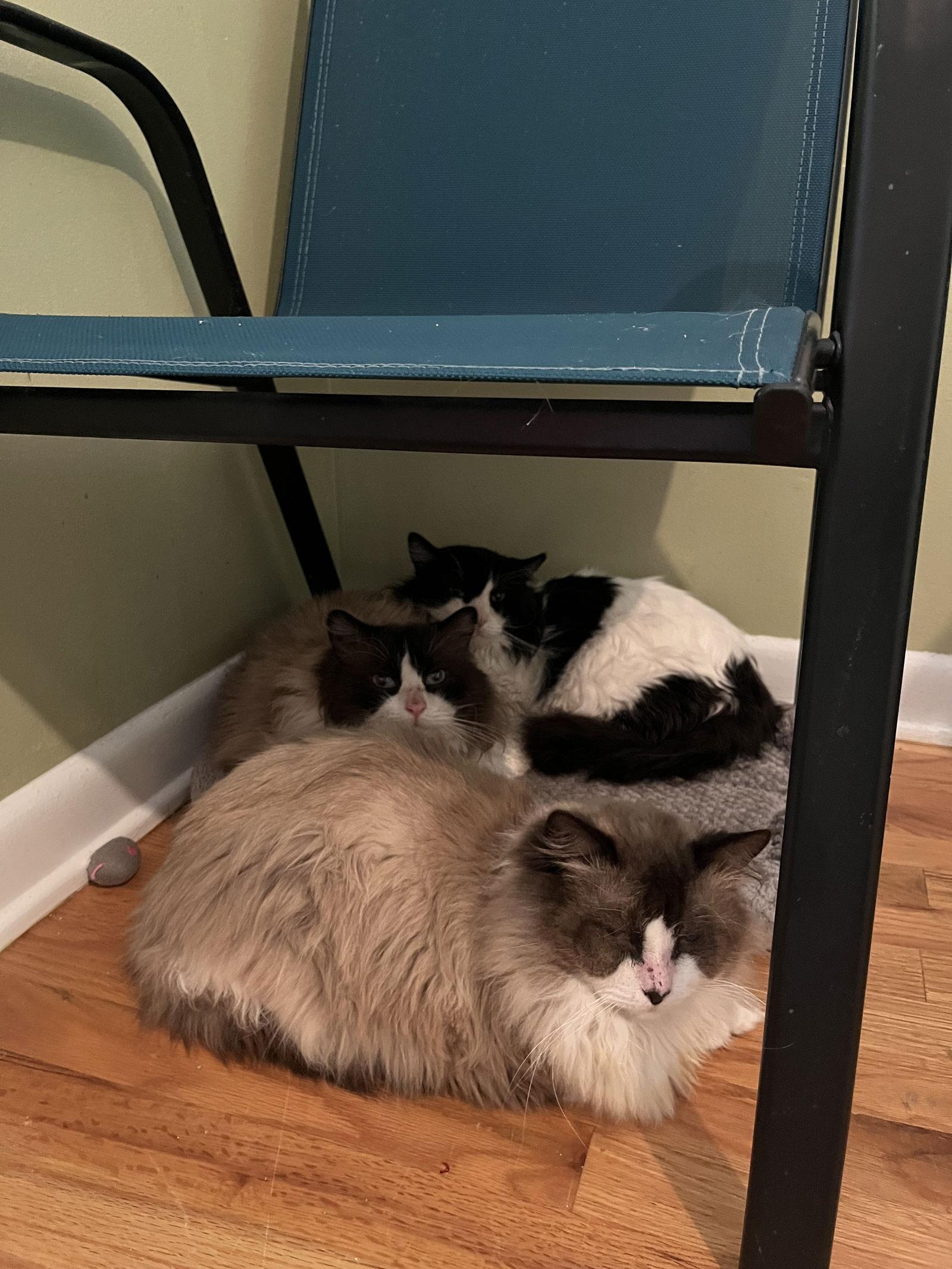 Arborvitae, Adoptable, Adult Male Siamese & Domestic Long Hair.