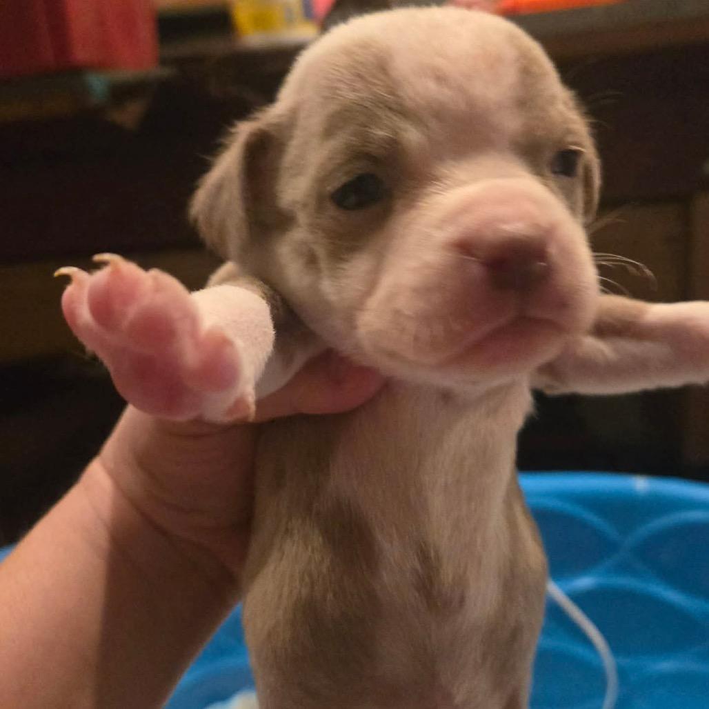 Orlando, Adoptable, Puppy Male Pit Bull Terrier & Boston Terrier.