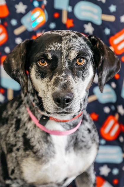 Annabel, Adoptable, Adult Female Catahoula Leopard Dog.
