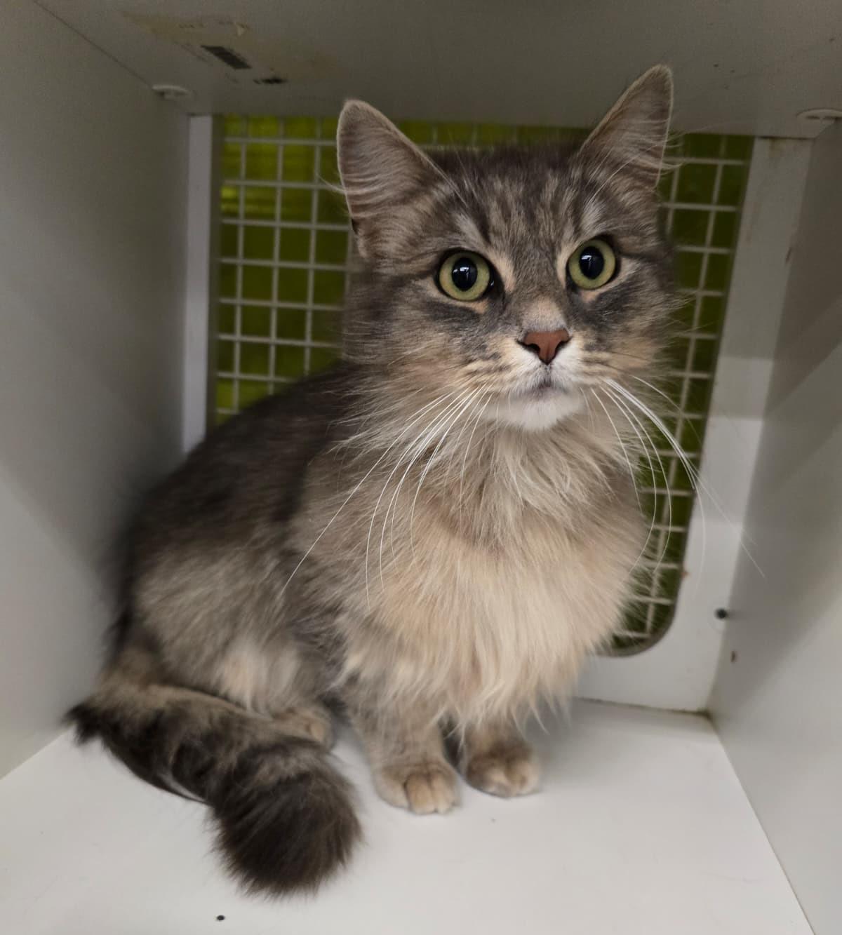 Enlarge Lady Grey, an adopted Domestic Medium Hair in Nottingham, MD image 2/3