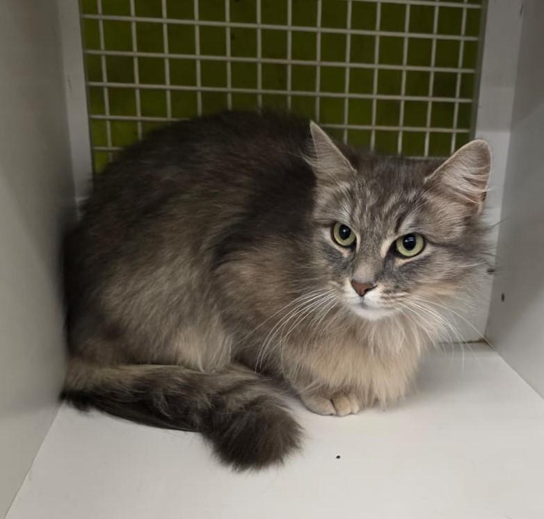 Enlarge Lady Grey, an adopted Domestic Medium Hair in Nottingham, MD image 3/3
