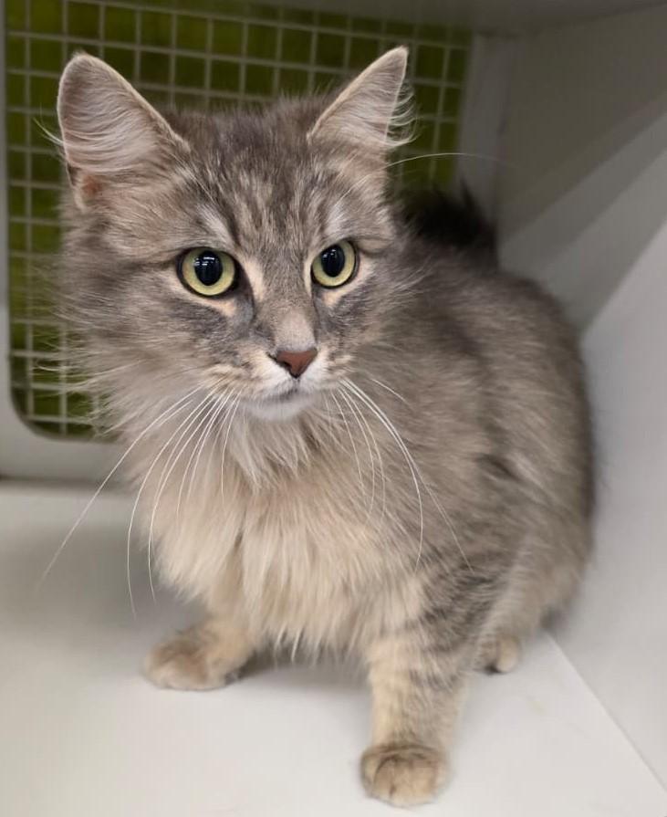 Lady Grey, adopted, Adult Female Domestic Medium Hair.