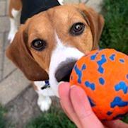 Elliott, Adoptable, Adult Male Beagle.