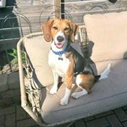 Elliott, a Adoptable Beagle in Wauwatosa, WI image 2/5