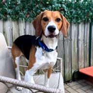 Elliott, a Adoptable Beagle in Wauwatosa, WI image 3/5
