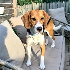 Elliott, a Adoptable Beagle in Wauwatosa, WI image 4/5