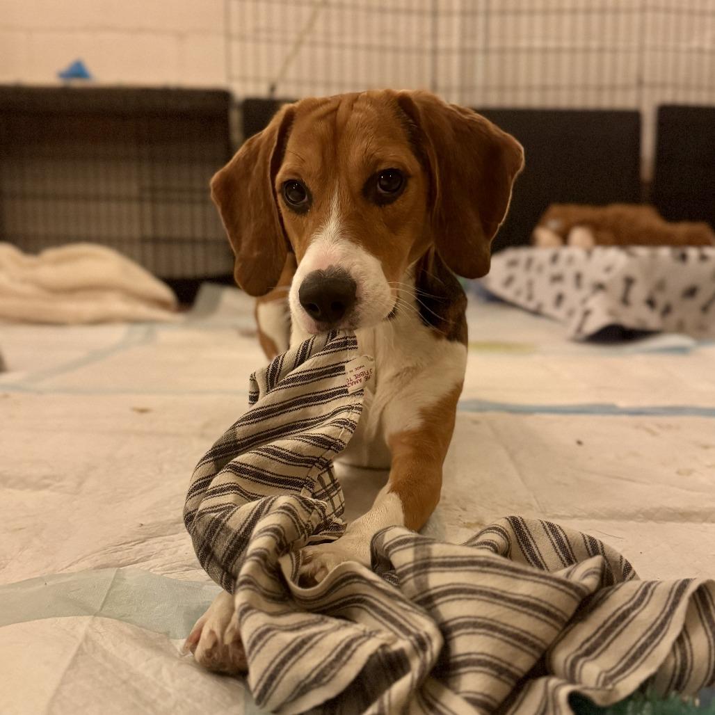 Elliott, a Adoptable Beagle in Wauwatosa, WI image 5/5