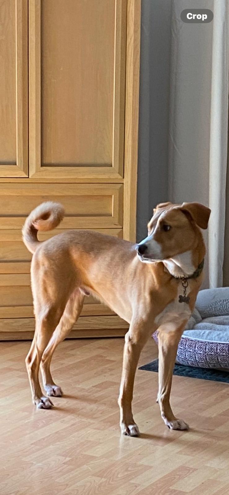 Enlarge Luca, a ADOPTABLE mixed breed in Lake Worth, FL image 6/6