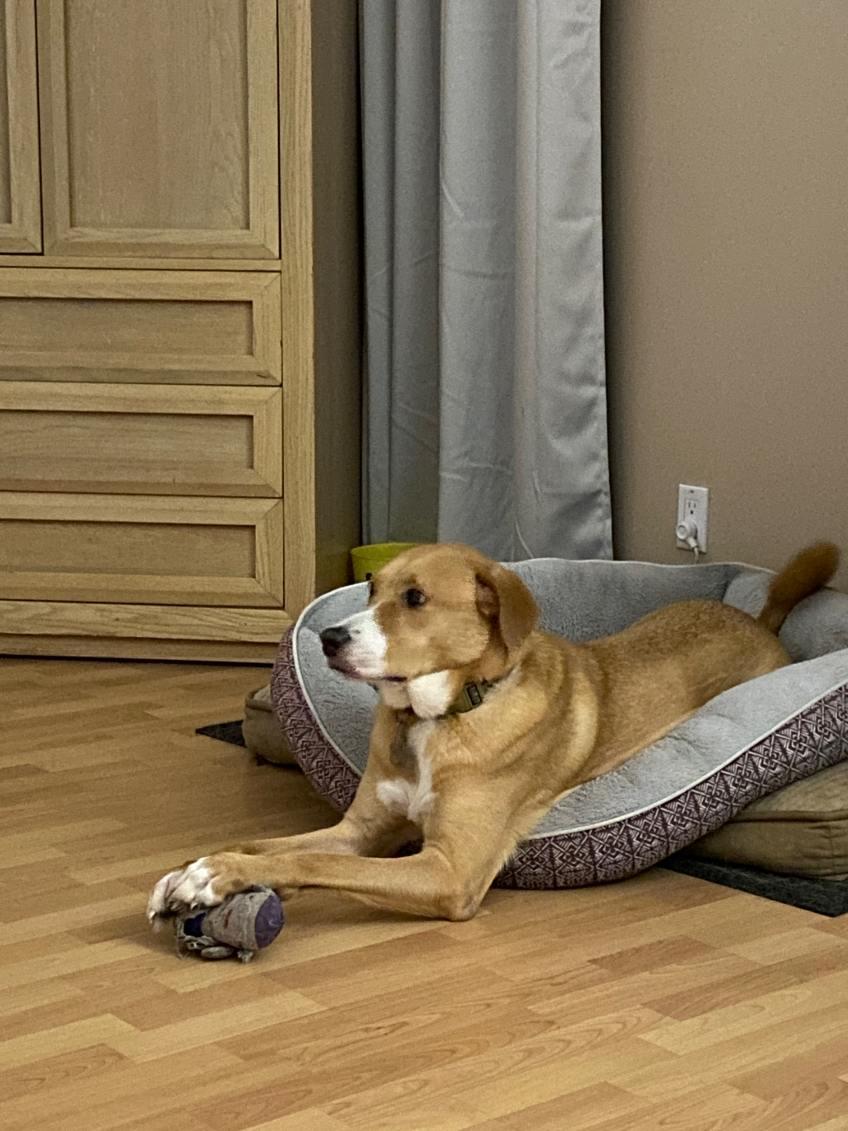 Enlarge Luca, a ADOPTABLE mixed breed in Lake Worth, FL image 3/6