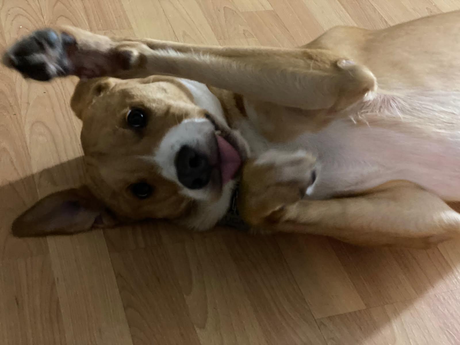 Enlarge Luca, a ADOPTABLE mixed breed in Lake Worth, FL image 2/6