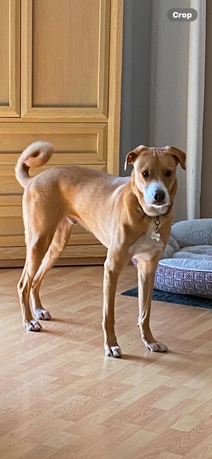 Enlarge Luca, a ADOPTABLE mixed breed in Lake Worth, FL image 5/6