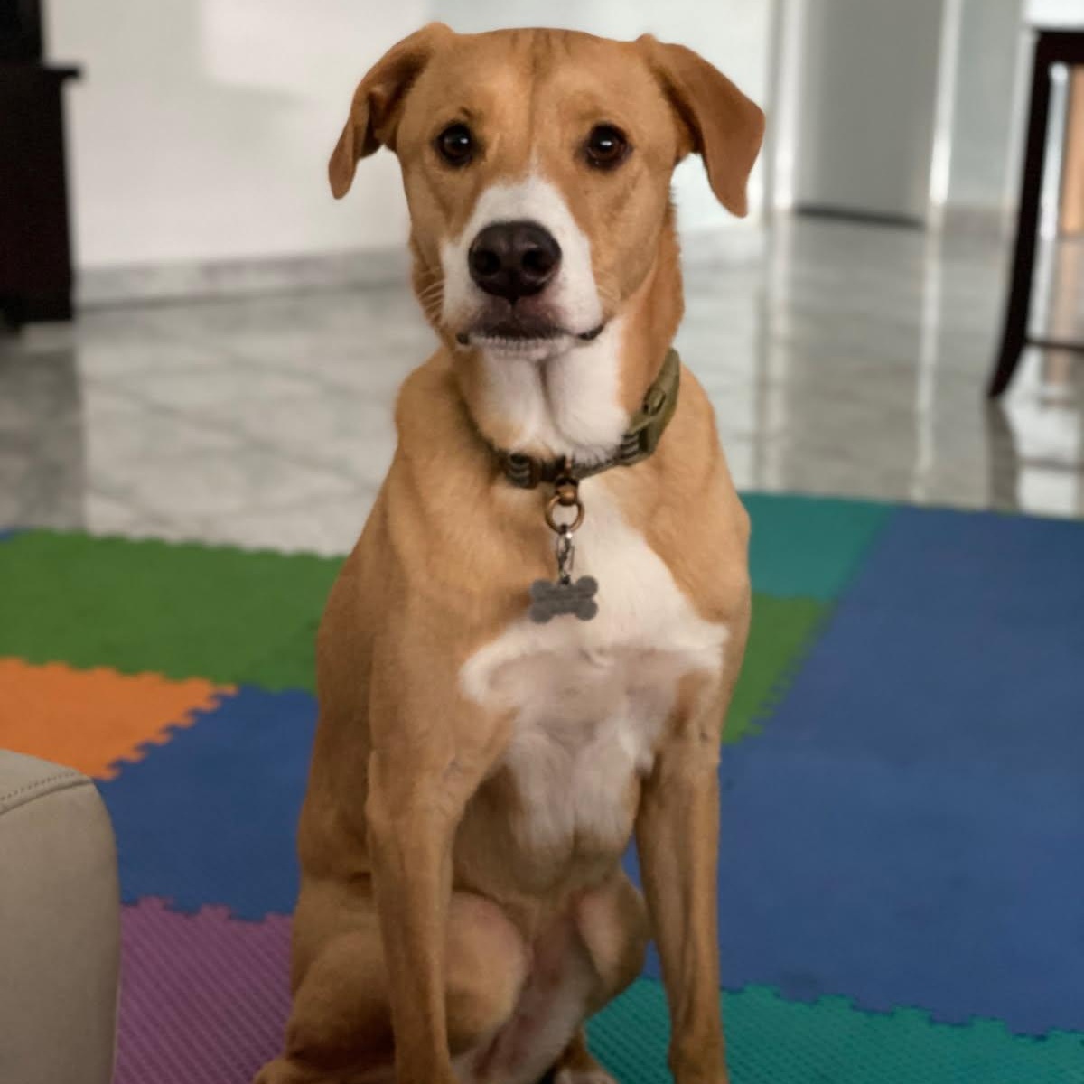 Luca, ADOPTABLE, Young Male Basenji.