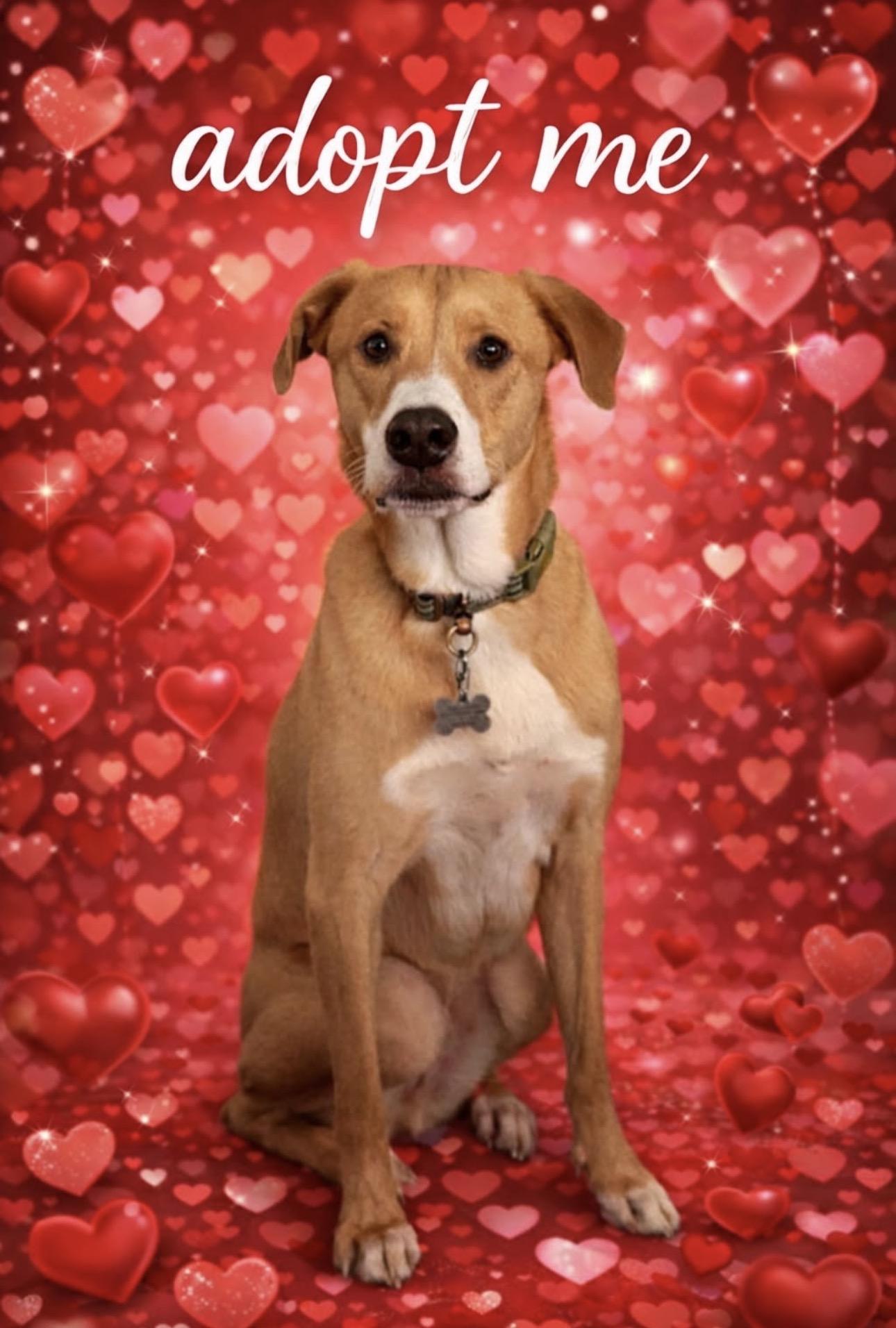 Luca, ADOPTABLE, Young Male Basenji.