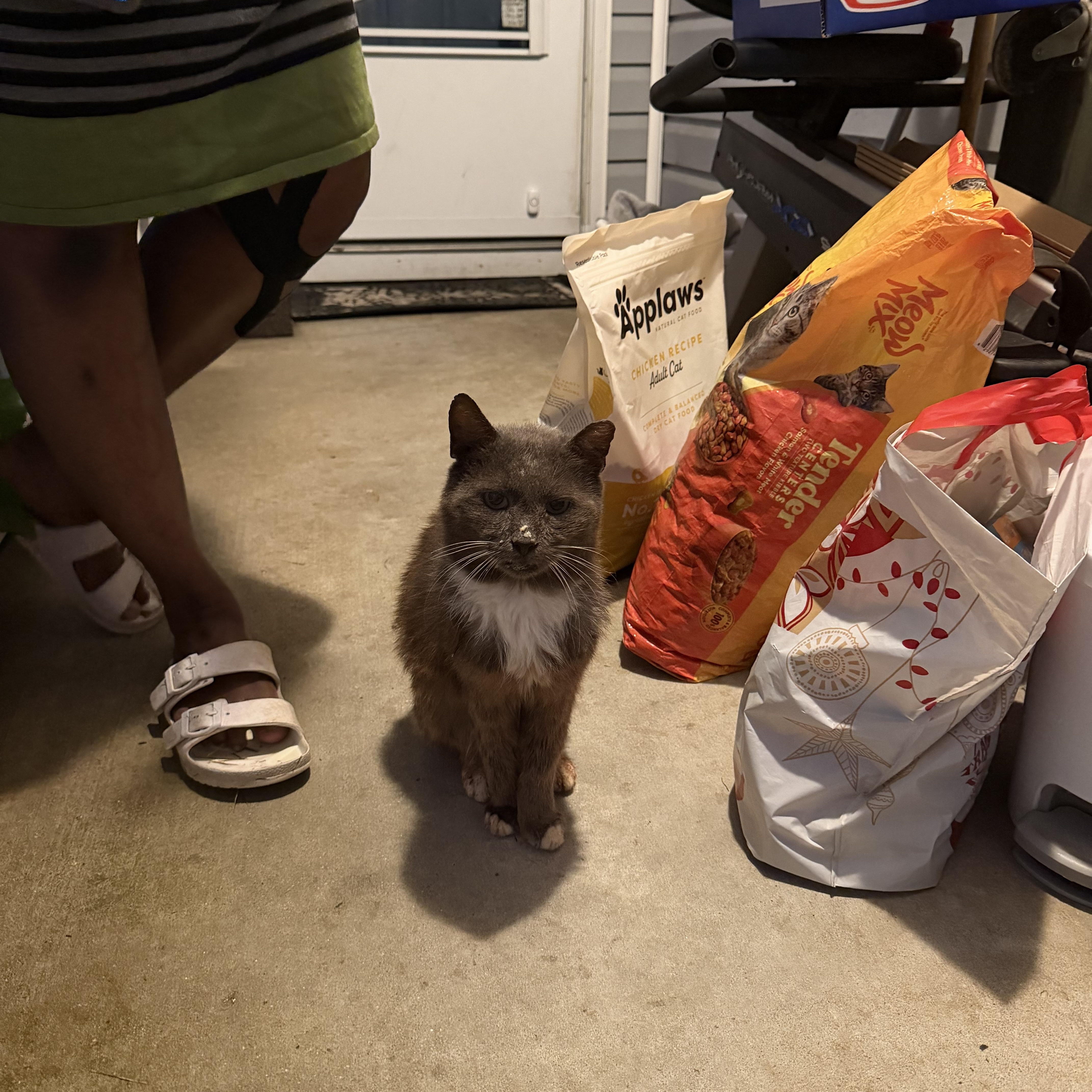 Enlarge Blue, a ADOPTABLE Domestic Medium Hair in Charlotte, NC image 2/2